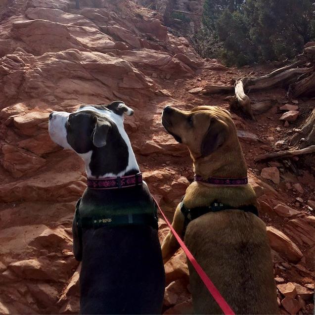 Photo of a dog with her pink tongue hanging out
